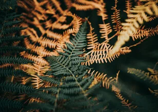 Fotokunst von Jakub Wencek: zarte Farnblätter in sanften Herbstfarben