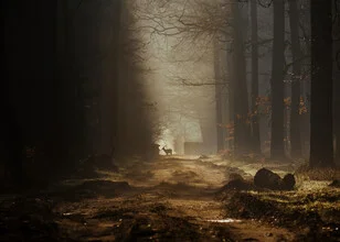 Forest landscape with a lonely deer, soft sunlight filtering through the leaves