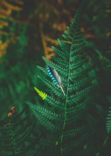 Photo art: a lost feather gently resting on ferns in a forest.