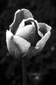Photo art by Malte Scherf: A tulip with water droplets in soft morning light.