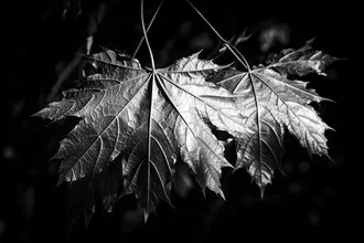Photo art by Malte Scherf: close-up of a glowing maple leaf