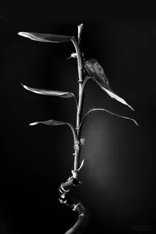 Beautiful photo art by Malte Scherf: gentle bamboo leaves in sunlight
