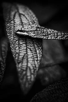 Close-up of a leaf with a water droplet, gentle colors and organic structure