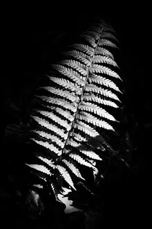 Close-up of a fern glowing in sunlight, surrounded by soft green hues.