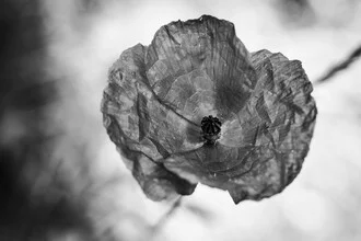 Beautiful photo art of a poppy field in soft light