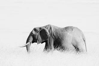 Photo art: Lonely elephant in tall grass under soft lighting.