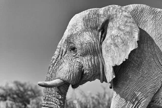 Close-up of an elephant with a calm expression in its natural habitat.