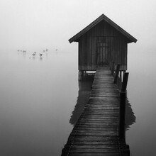 Roswitha Schleicher-Schwarz, listening to the flapping of wings - Germany, Europe)