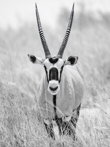 Dennis Wehrmann, Oryx Kalahari Transfrontierpark Südafrika (Südafrika, Afrika)