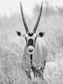 Photo art by Dennis Wehrmann: Oryx in the Kalahari, soft colors and calm atmosphere