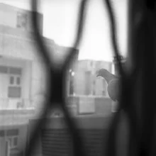Photo art by Shantala Fels: pigeon against an urban backdrop in New Delhi