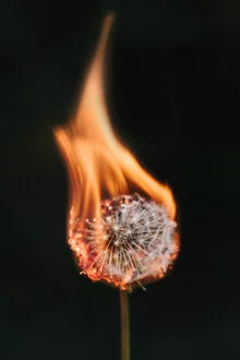Burning dandelion in warm colors, creating a serene atmosphere.