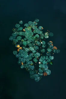 Photo art by Katja Kemnitz: water lilies in calm water, soft colors and harmonious mood