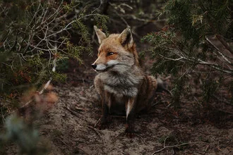 Photo art by Katja Kemnitz: Portrait of a fox in a calm setting