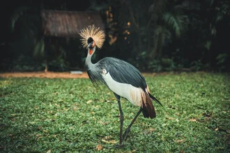 Photo art by Philipp Awounou: close-up of the ground in Brazil with a bird