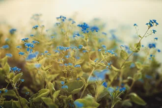 Photo art by Philipp Awounou: gentle wallflower in a natural setting