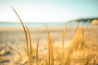 Idyllic grain field with a calm mood under the sun
