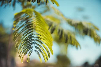 Photo art by Philipp Awounou: green leaves in sunlight evoking a sense of joy.