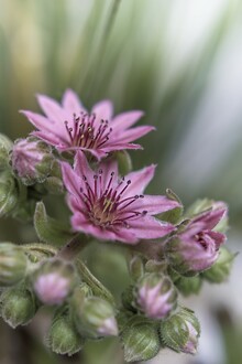 Michael Schulz-dostal, Blume XV