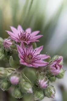 Photo art by Michael Schulz-dostal: delicate flower in soft colors, calm mood