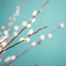 Fotokunst von Gabriele Spörl: zarte Palmkätzchen in hellblauem Frühling.