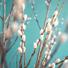 Photo art by Gabriele Spörl: soft catkins branches in gentle colors