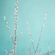 Photo art by Gabriele Spörl: delicate catkins in soft pastel colors
