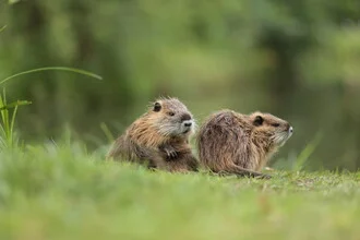 Cute nutria sitting by the shore, surrounded by natural greenery.