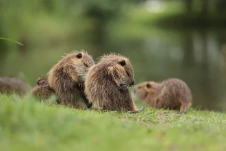 Wall art by Stephanie Hagenstein: cute nutria by the water