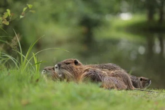 Friendly nutria sitting by the water, observing its surroundings