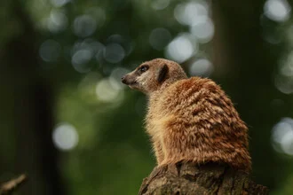 Meerkat in the sun: a cute rodent with a friendly, curious expression.
