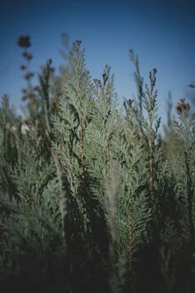 Photo art by Stephanie Hagenstein: evergreen conifer outdoors with shadows and sky.