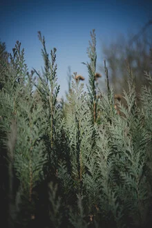 Photo art by Stephanie Hagenstein: gentle depiction of conifers in sunlight
