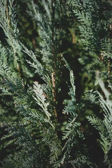 Close-up of branches with shadows, soft shades of green and brown.