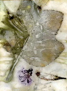 Photo art by Ulrike Kösterke: calm leaf of a tulip poplar in autumn light