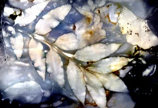 Photo art by Ulrike Kösterke: gentle leaves over calm water