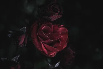 Dark rose on a soft background, delicate petals radiate a calm mood.