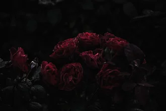Velvet roses in soft colors, conveying a calm and romantic mood.