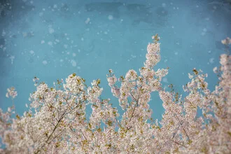 Spring sky with cherry blossoms, gentle colors and a romantic mood.