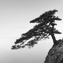 Photo art by Ronny Behnert: tree by the sea in Japan, monochrome and calming