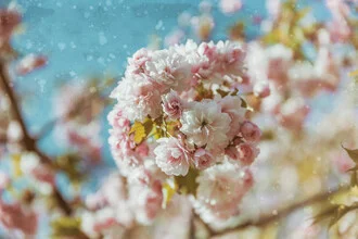 Photo art by Andrea Hansen: Blooming cherry tree in spring under sunny skies