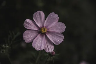 Fotokunst von Andrea Hansen: zarte rosa Blüte mit Tautropfen im Morgenlicht