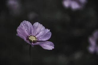 Delicate pink flower with dew drops in the morning light.