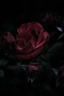 Dark rose on a gentle background, showcasing the beauty of nature.