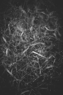 Photo art by Andrea Hansen: delicate grass in black and white