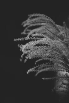 Delicate reeds in soft colors reflect the calmness of nature.