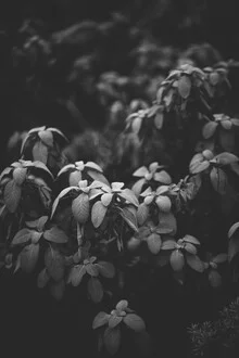 Gentle leaves in soft light and shadow, reflecting the calm of nature.