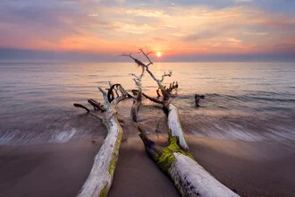 Photo art by Dave Derbis: serene coastal landscape with a tree and sunset
