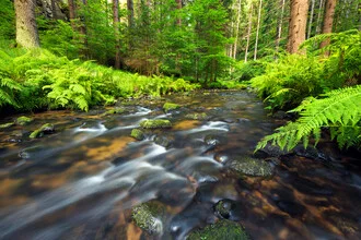 Photo art by Dave Derbis: a tranquil stream in the woods of the Bohemian Switzerland