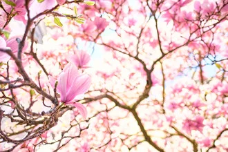 Photo art by Sascha Faber: delicate magnolia blossoms in spring light.